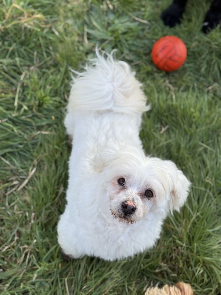 Snoopy - 7 anos, porte pequeno (7kg)