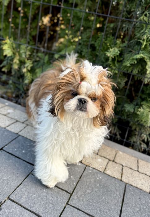 Suczka Shih Tzu ZKwP FCI