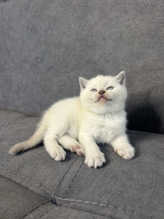 Британська прямоуха чистокровна дівчинка. Кішечка чистокровна плюшевий