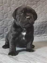 Cane Corso FCI - po Championach