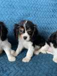 Cavalier king charles spaniel samiec tricolor