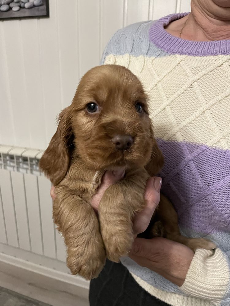 Piesek cocker spaniel angielski złoty, gotowy do odbioru