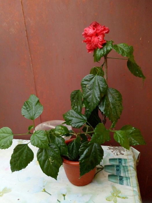 Срочная продажа комнатных цветов в вазонах для офиса и дома.