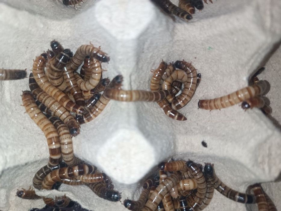 Личинки зофобаса, зоофобас