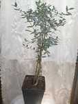 Оливкове дерево (лат. Olea europaea)