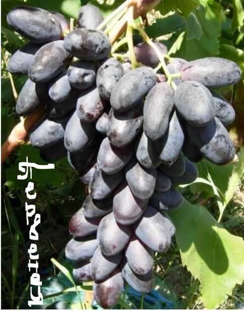 Чобуки (черенки) виноград лоза на розмноження