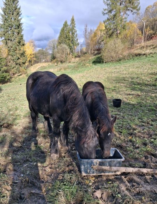 Sprzedam klacz źrebną z źrebakiem