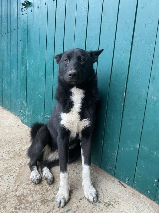 Продам дівчинку лайку