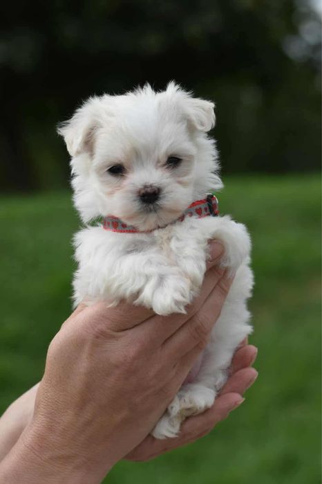 Maltańczyk piesek FCI