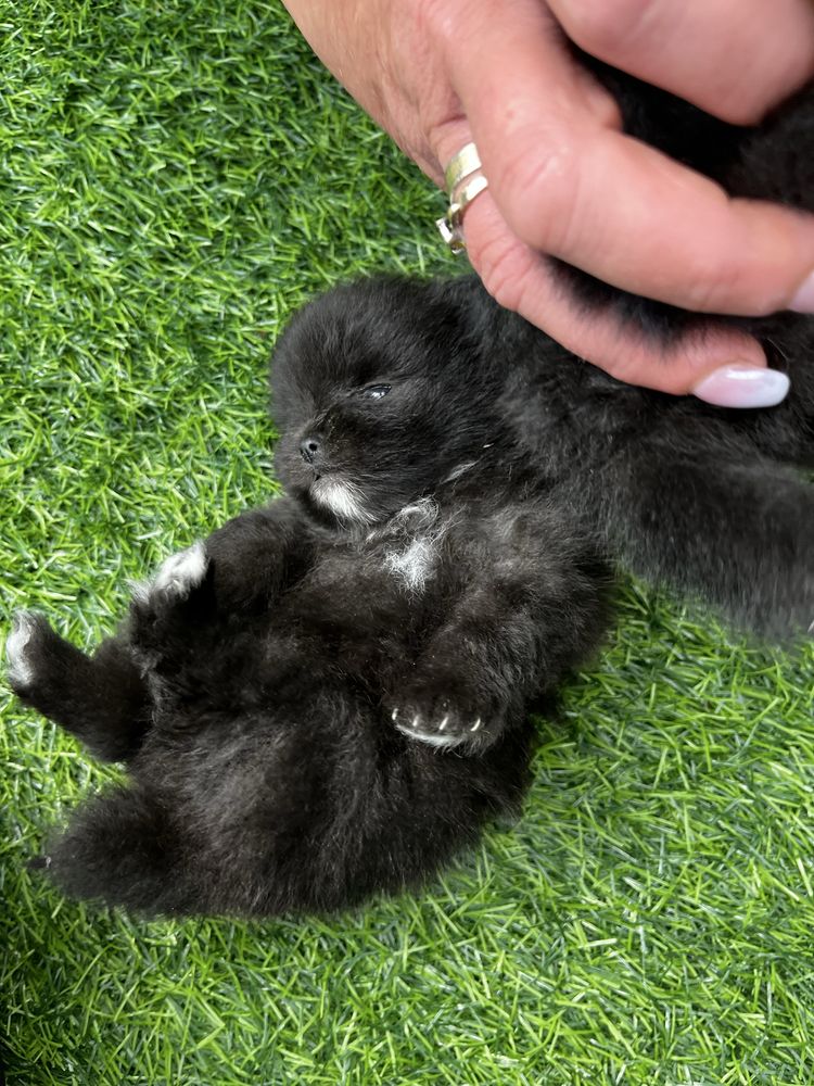 Szpic miniaturowy - pomeranian