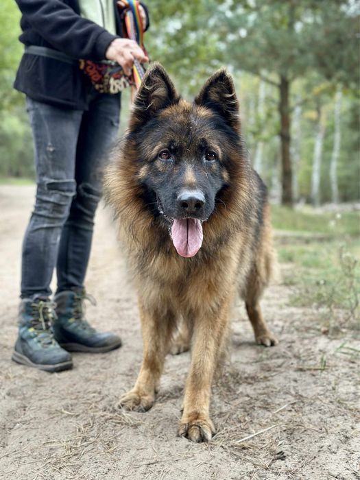 Owczarek Bethoven szuka doświadczonego przewodnika