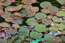 phyllanthus fluitans
