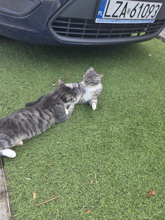 Kotki kot kotek oddam za darmo