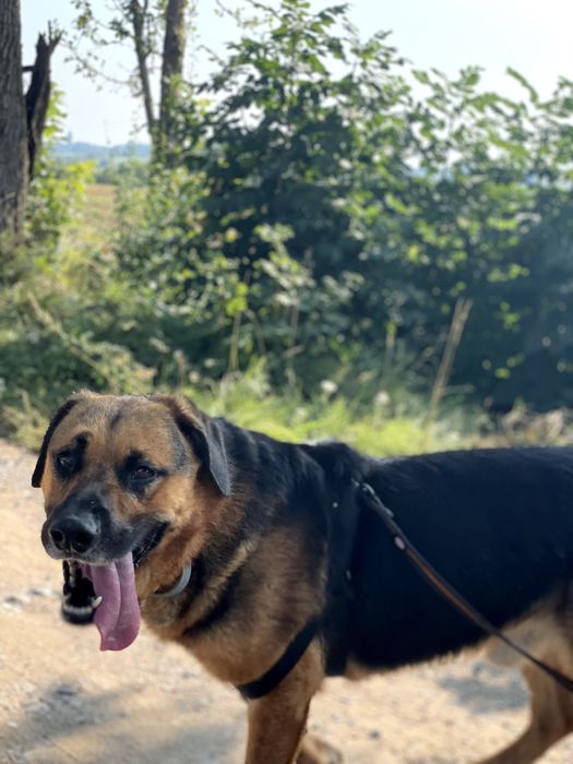 Rocky - do adopcji