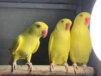 Желтые ожереловые попугайчики
