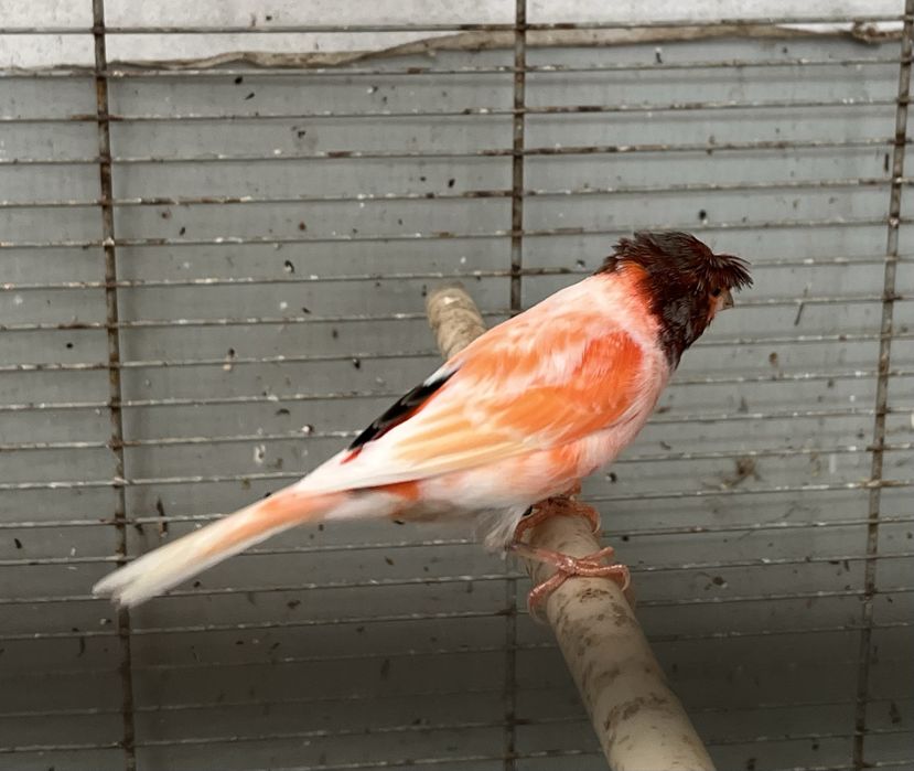 Vendo canario Arlequim Portugue