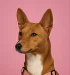 Queen basenji ( басенджи )