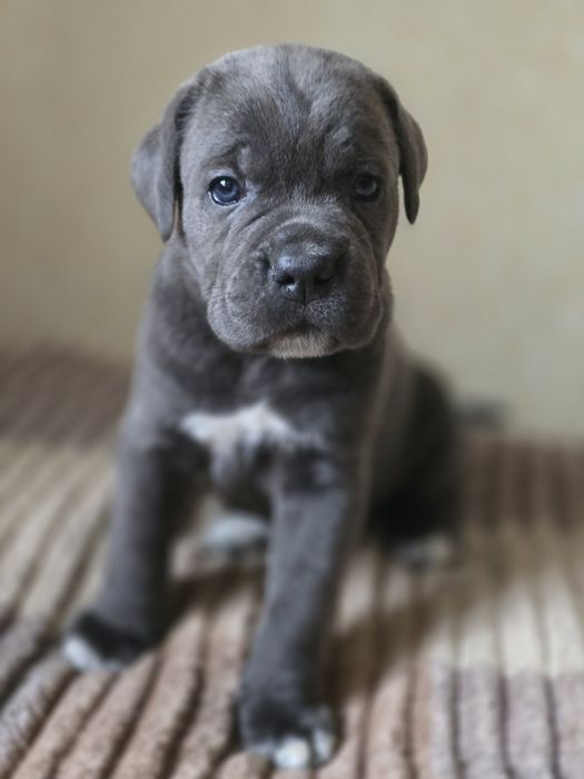 Щенки Кане Корсо КСУ/FCI