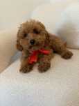 Pudel TOY piesek red
