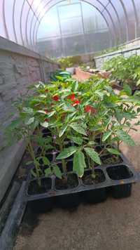 Sadzonki rozsady pomidor ogórek