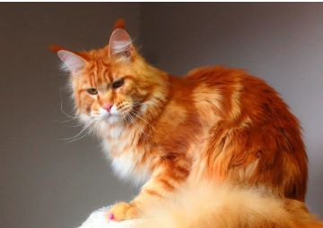 Кіт Мейн Кун в'язка