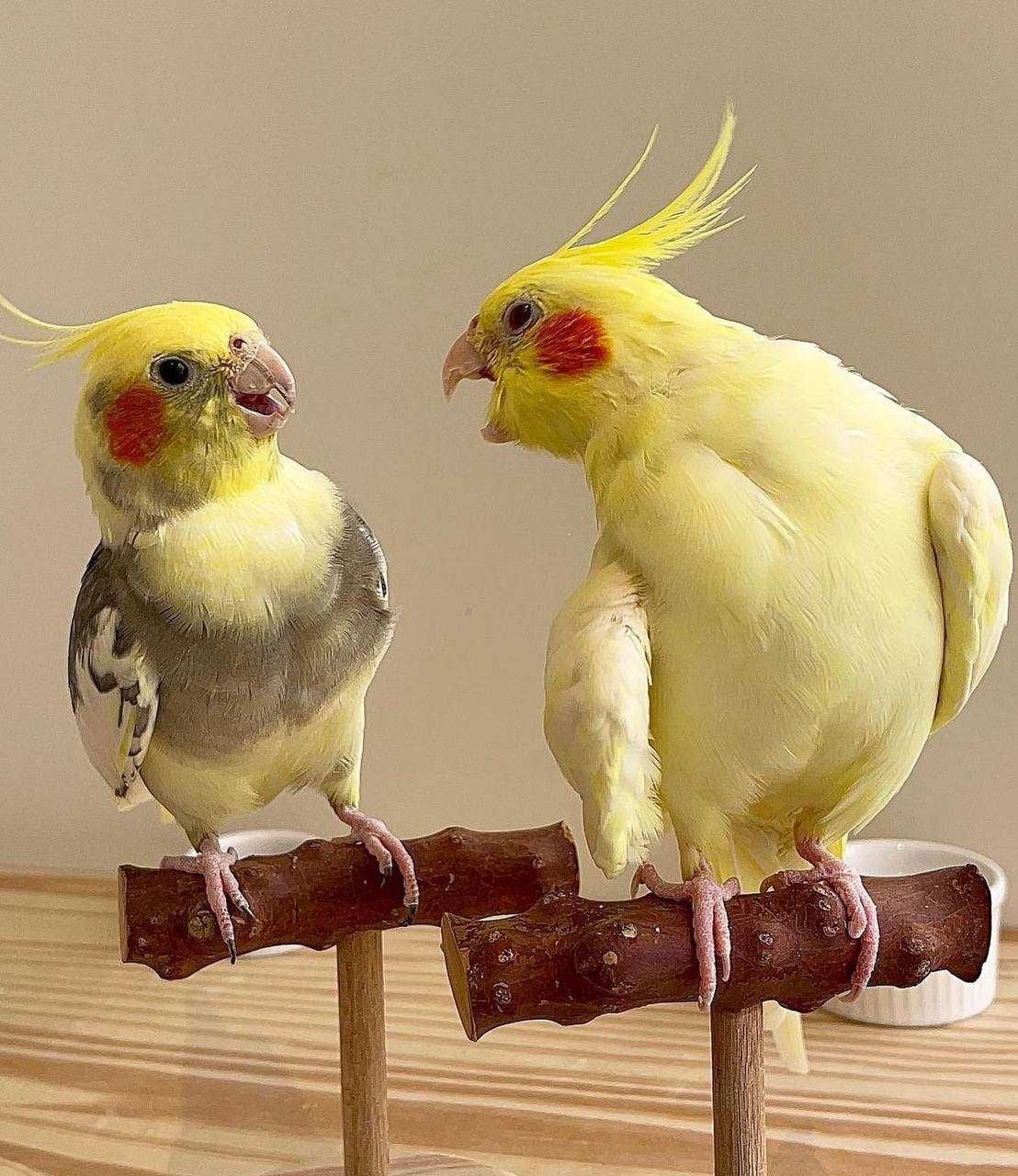 Папуги Корелла - чудовий характер