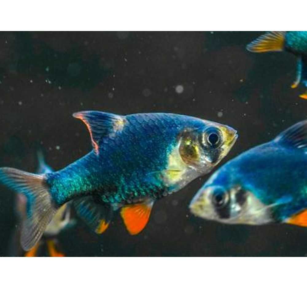 Brzanka mszysta - Brzanka sumatrzańska zielona - Puntius Tetrazona
