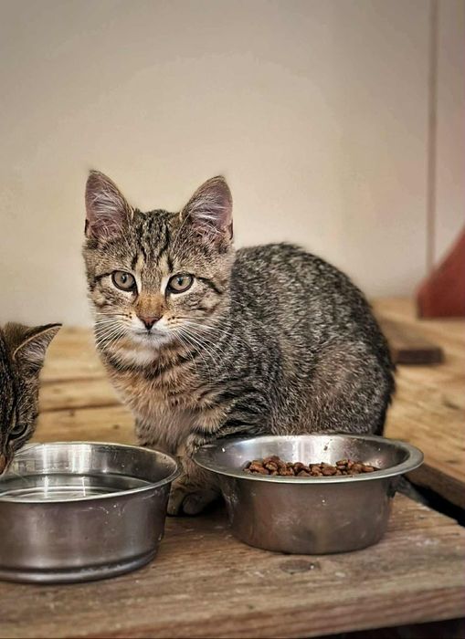 Klasyczne pręguski, kocięta zaszczepione kuwetowe oddam