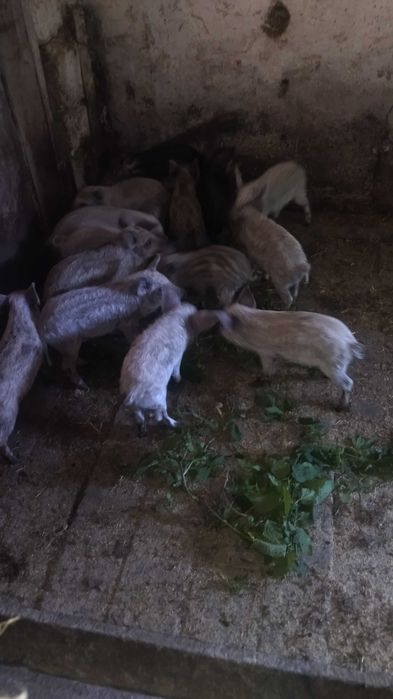 Свині венгерська мангалиця