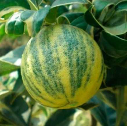Limoeiro Imperial Variegata o melhor do mundo - Enxertado