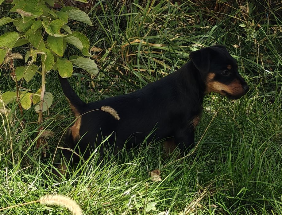 Ягдтер'єр цуценята