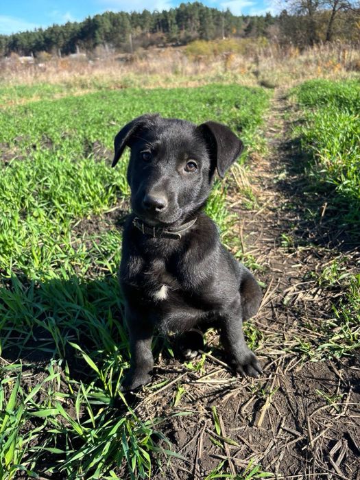 Чотири цуцики (1 хлопчик та 3 дівчинки)