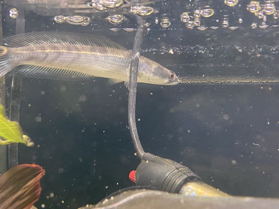 Channa marulioides yellow emeprror