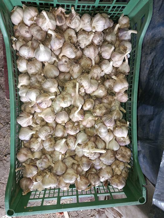 Продам часник озимий