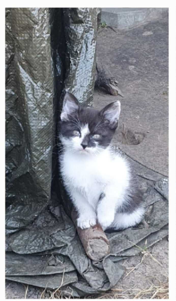 Kot koty kociaki kotek kotki