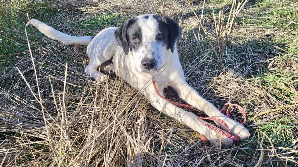 FLUFFY. 5 mięs. Uroczy szczeniak