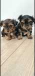 Yorkshire terrier miniaturka