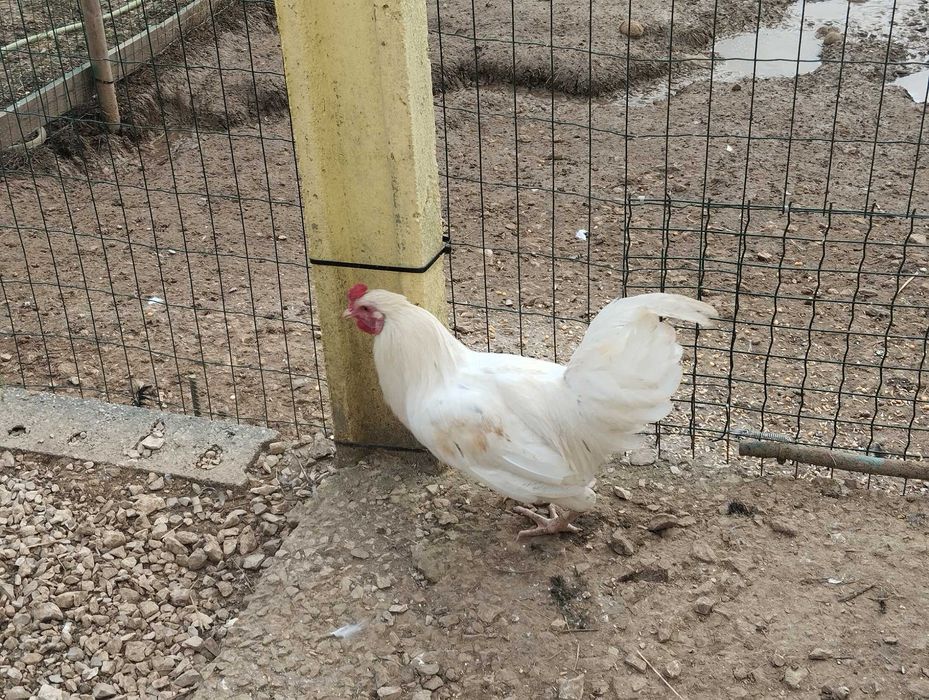 Frango Cornish cr3 Branco com 9 meses