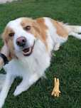 Border Collie [M] Acasalamento/Namorada
