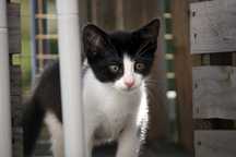Do adopcji - koty