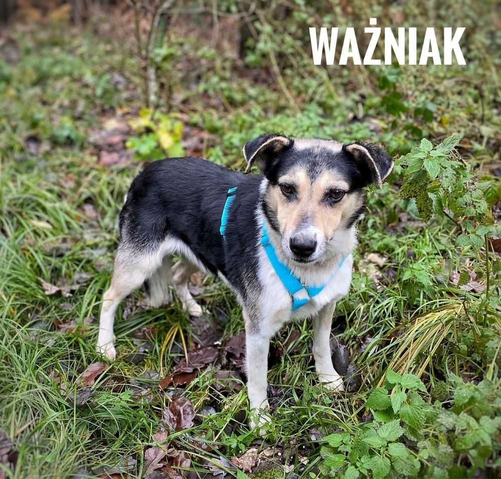 Ważniak-ŁAGODNY do dzieci, GRZECZNY, średni (20kg)- do domu z ogrodem