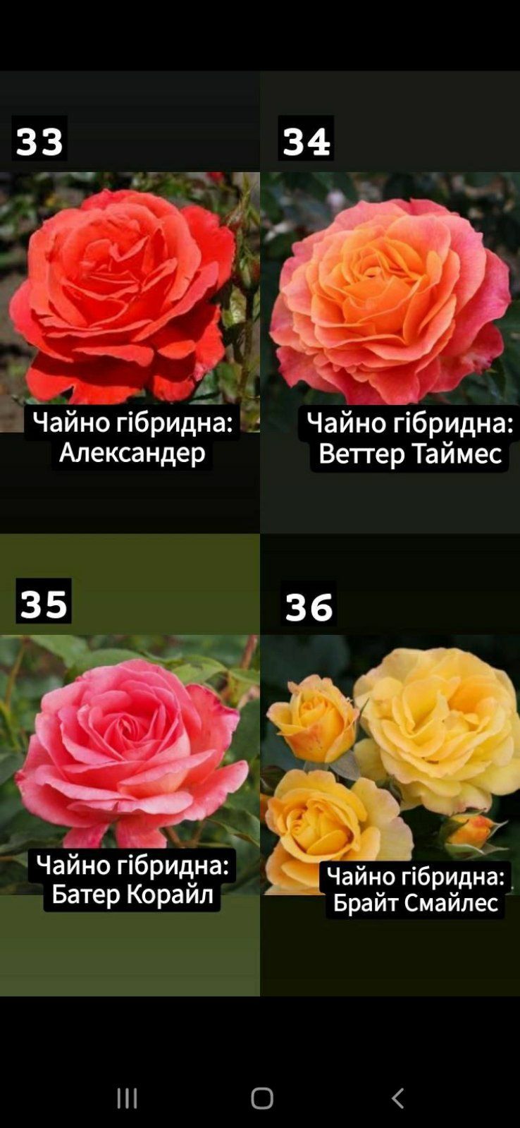 Сажанці  Роз ОПТ Також Розніца  Від 1 Рози Наложка 100 видів.
