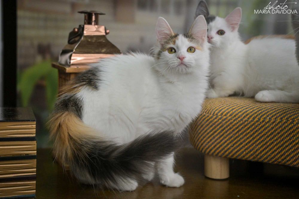 Черепаховая кошечка 4 мес — привита, знает лоток, ласковая