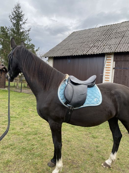 Siodło wszechstronne