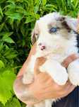 Menina border collie blue merle olhos claros