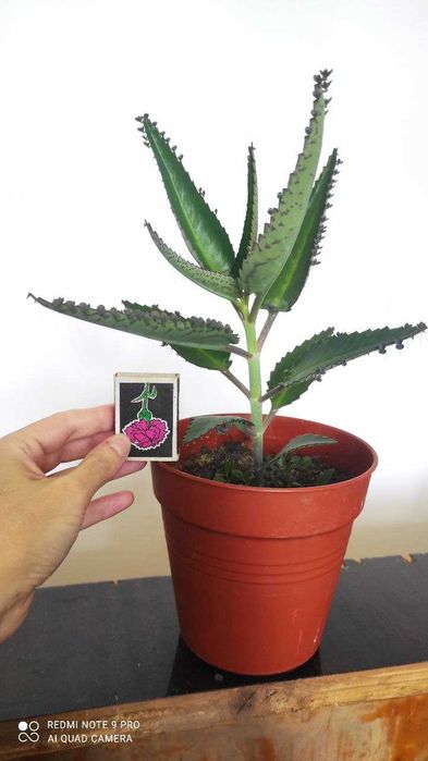 Каланхое лікарське, сорт Дегремона / каланхоэ лечебное, сорт Дегремона