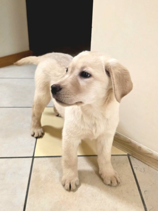 Labrador retriever FCI suczka gotowa do odbioru