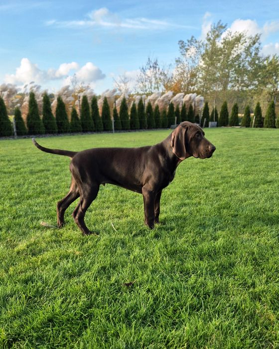 Wyżeł niemiecki krótkowłosy ZKwP/FCI