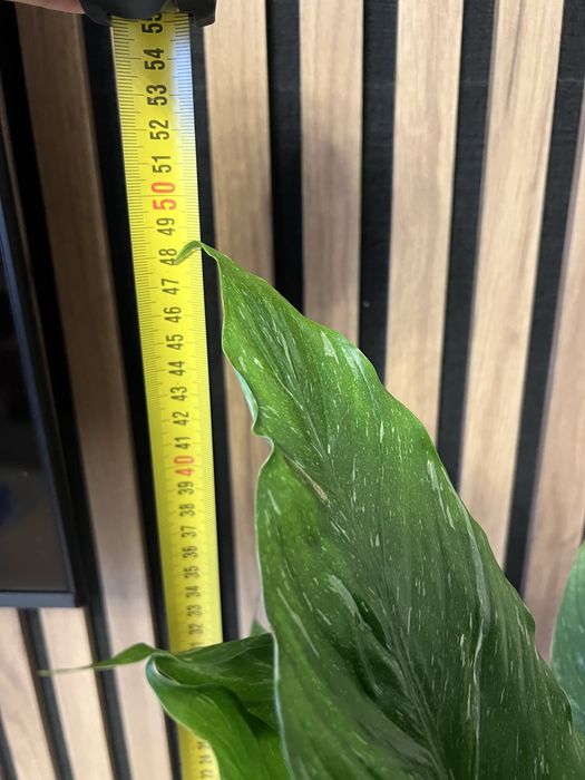 Спатифілум Даймонд