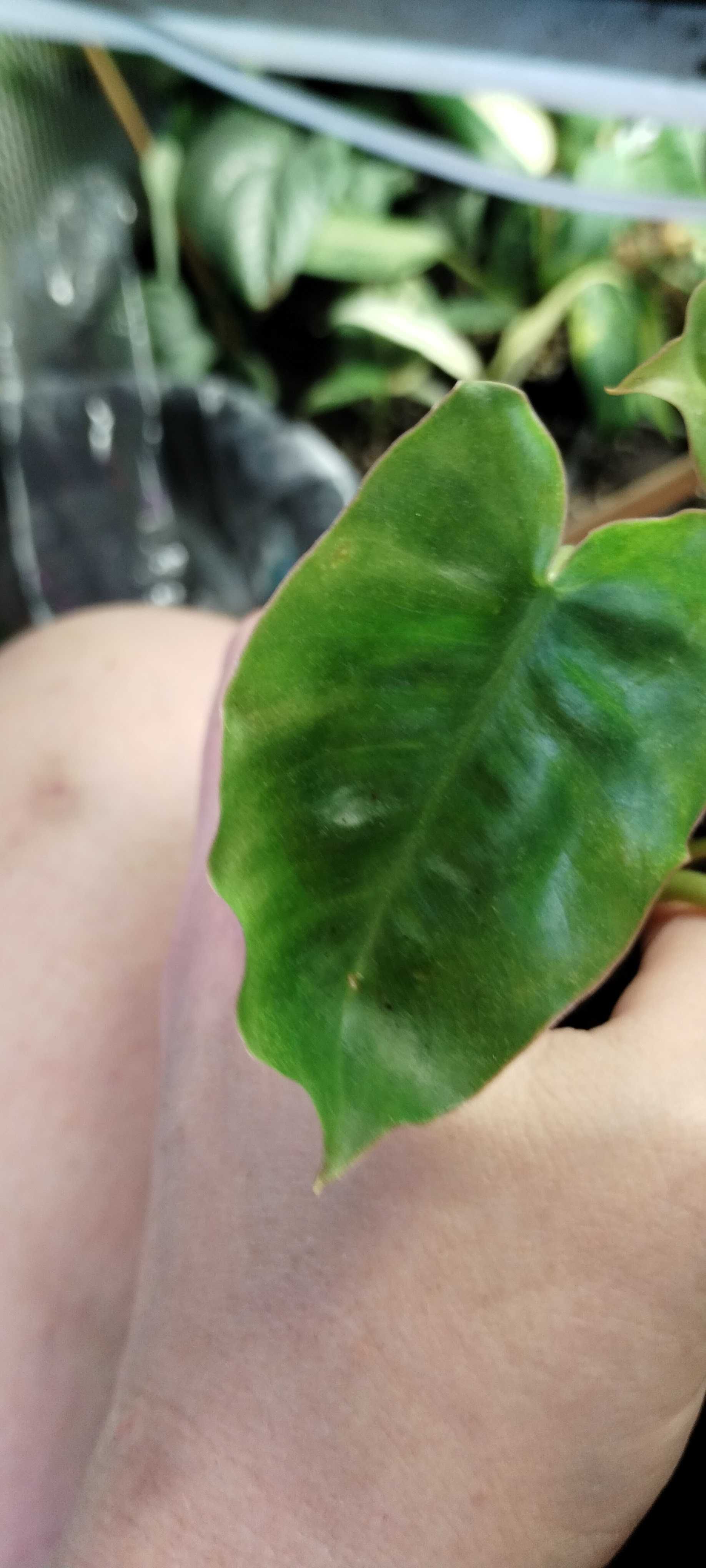 philodendron burle marx regres